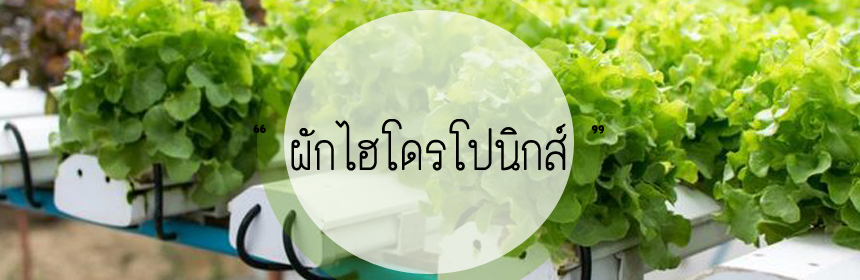 ผักไฮโดรโปนิกส์