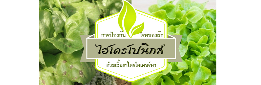 ป้องกันโรคของผักไฮโดรโปนิกส์ด้วยเชื้อราไตรโคเดอร์มา