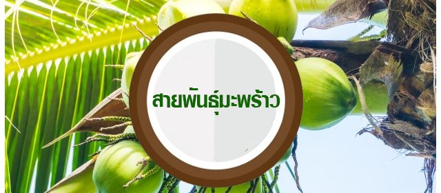 สายพันธุ์มะพร้าว