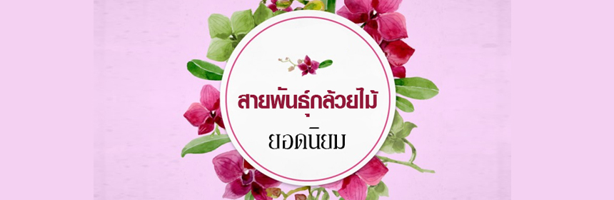 สายพันธุ์กล้วยไม้ยอดนิยม