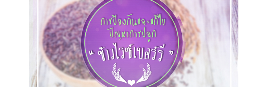 การป้องกันปัญหาข้าวไรซ์เบอร์รี่