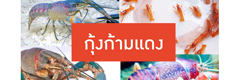 กุ้งก้ามแดง