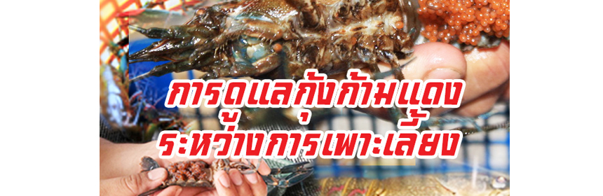 การดูแลกุ้งก้ามแดง