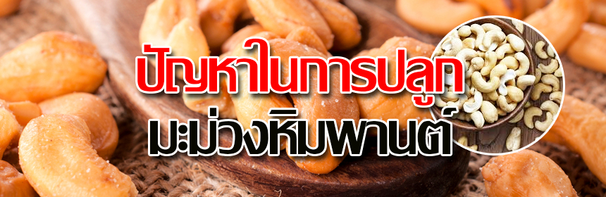 ปัญหาในการปลูกมะม่วงหิมพานต์