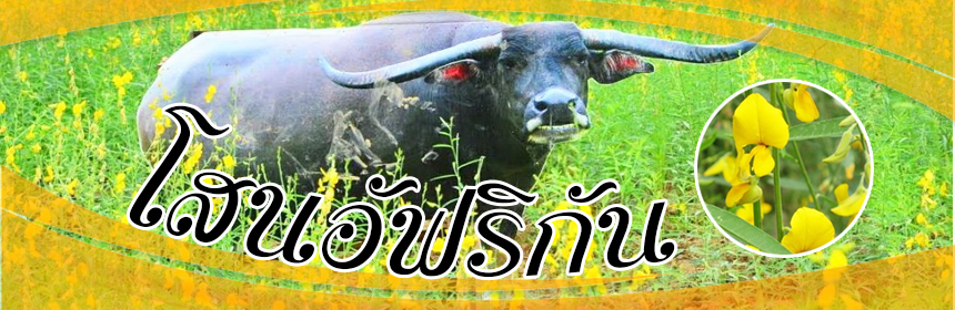 โสนอัฟริกัน