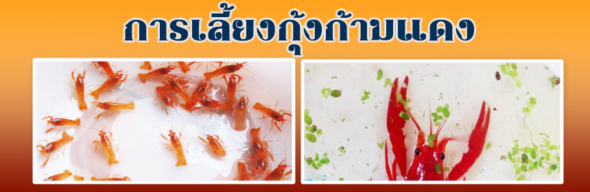 การเลี้ยงกุ้งก้ามแดง