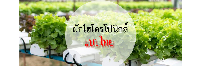 การปลูกผักแบบไทย