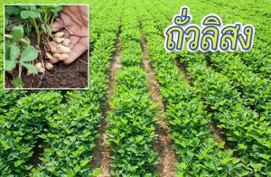 1.4 ถั่วลิสง 1.4 ถั่วลิสง